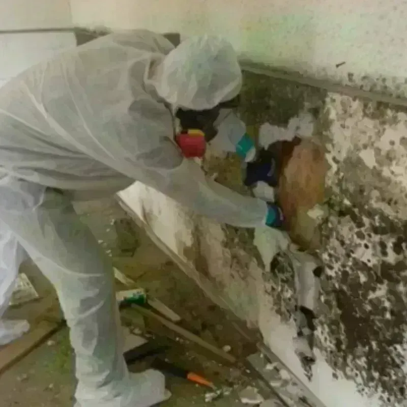 Mold Remediation and Removal in Ladysmith, WI